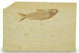 Detailed Fossil Fish (Knightia) - Wyoming #369386-1